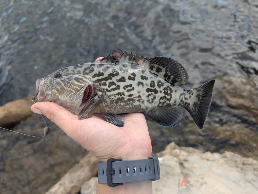 Gag Grouper in a marine aquarium