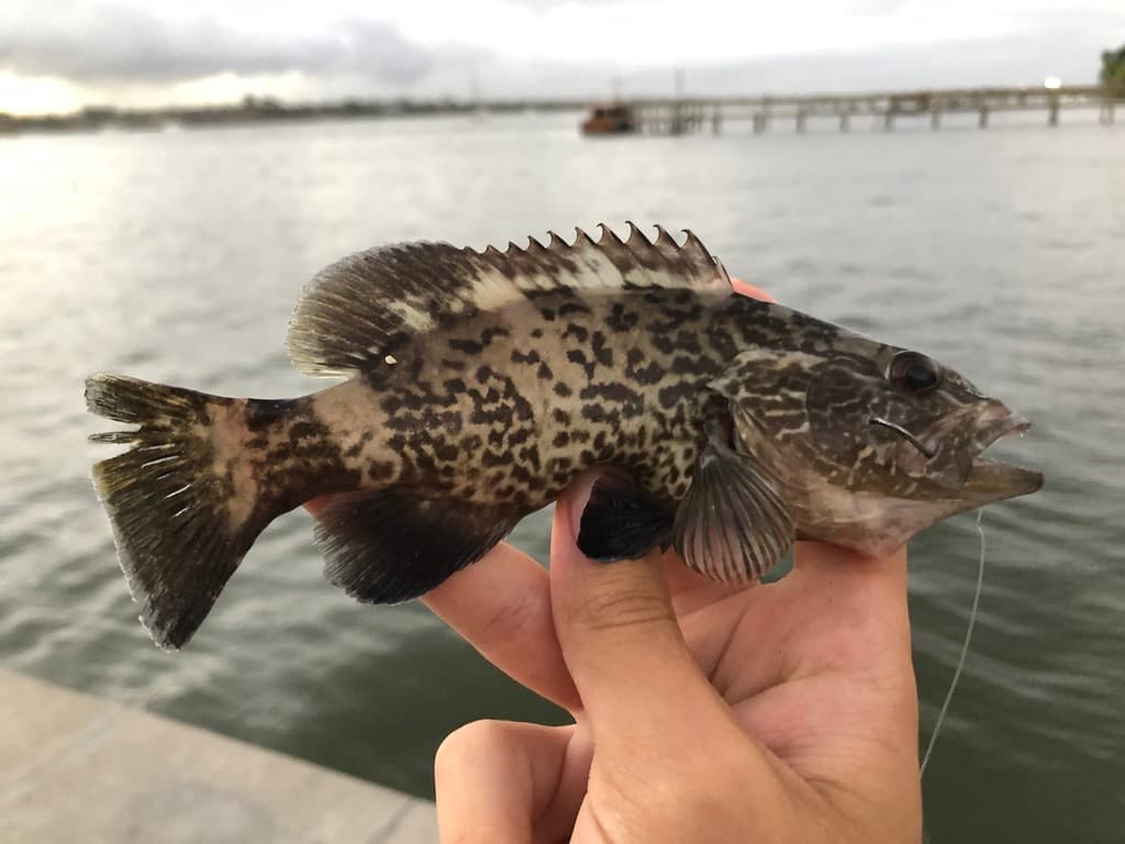 Gag Grouper in a marine aquarium