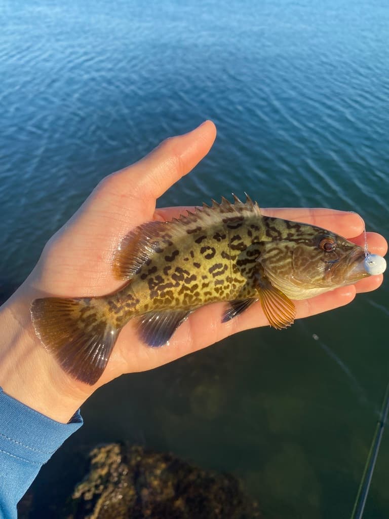 Gag Grouper showing gray coloration with dark markings