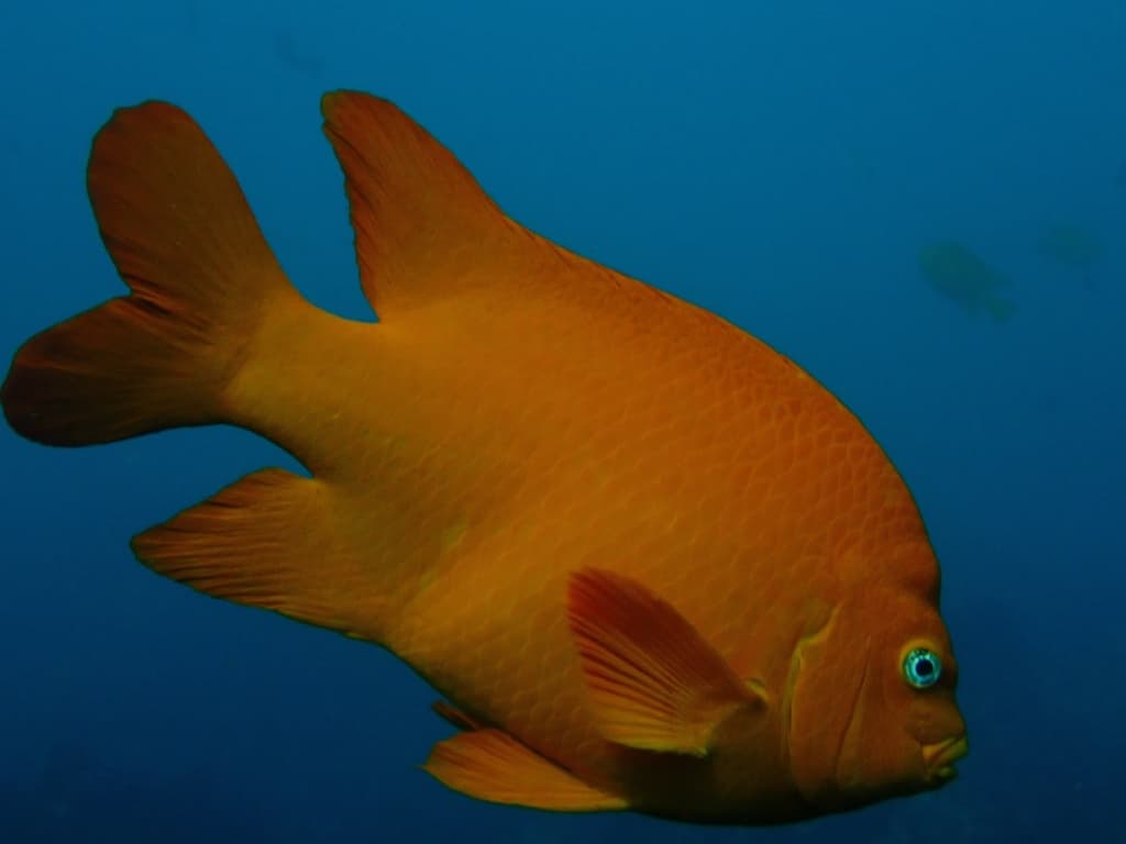Garibaldi Damsel in a marine aquarium