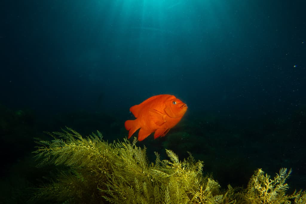 Garibaldi Damsel in a marine aquarium