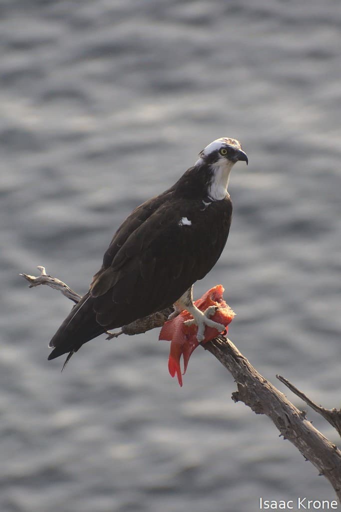 Garibaldi Damsel in a marine aquarium