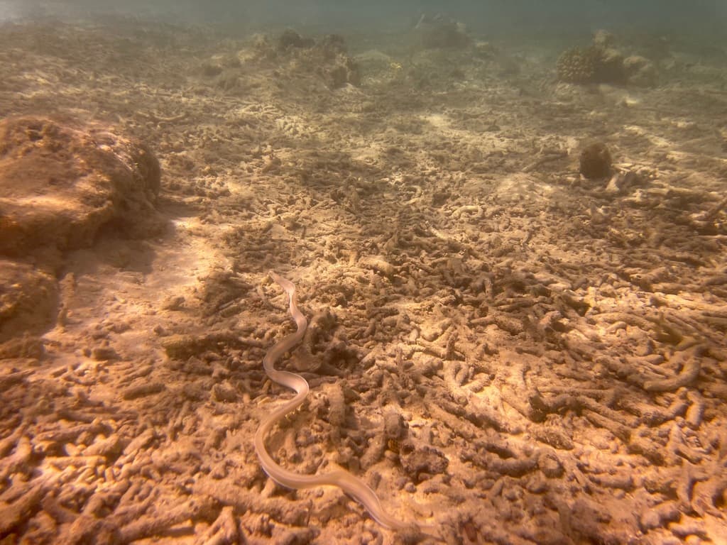Ghost Eel in a marine aquarium