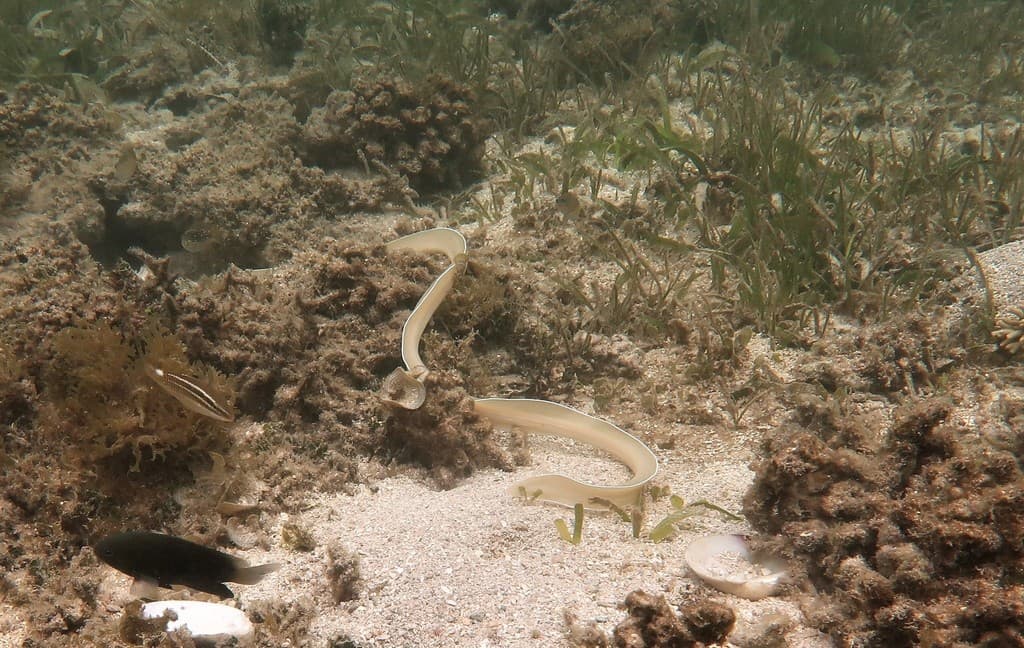 Ghost Eel in a marine aquarium
