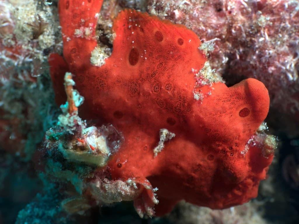 Giant Frogfish in a marine aquarium