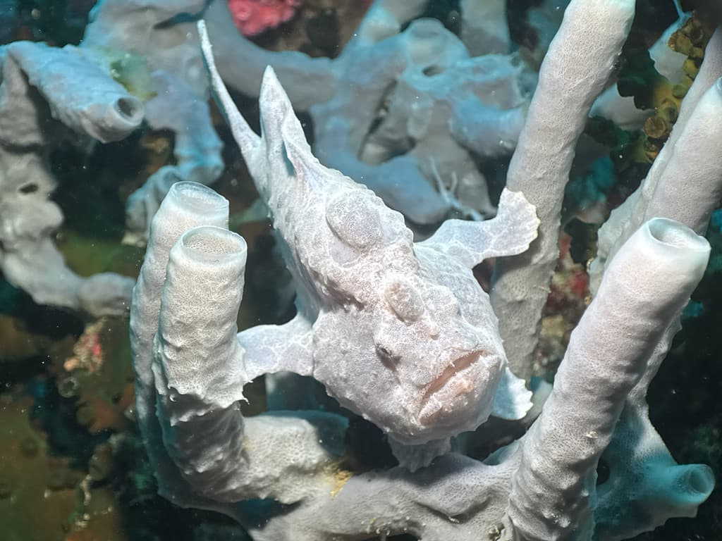 Giant Frogfish in a marine aquarium