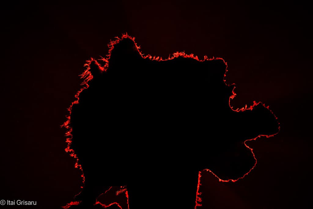 Giant Frogfish in a marine aquarium