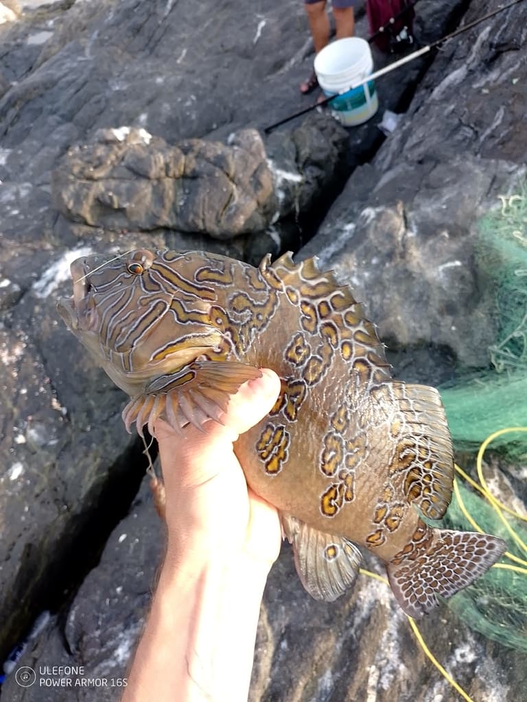 Giant Hawkfish in a marine aquarium