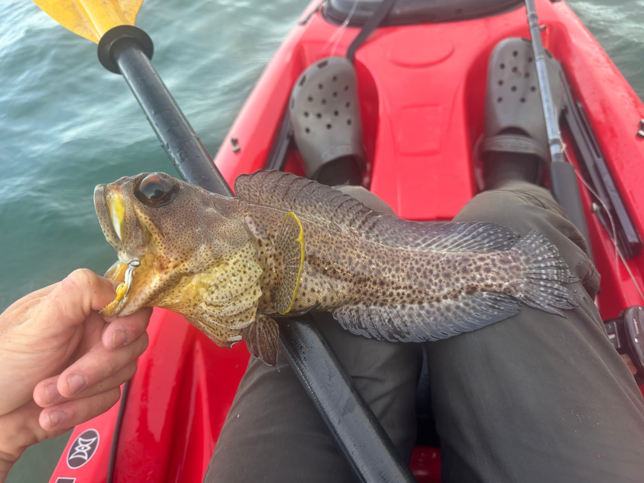 Gold-specs Jawfish in a marine aquarium