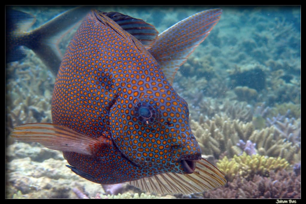 Gold-spotted Rabbitfish in a marine aquarium