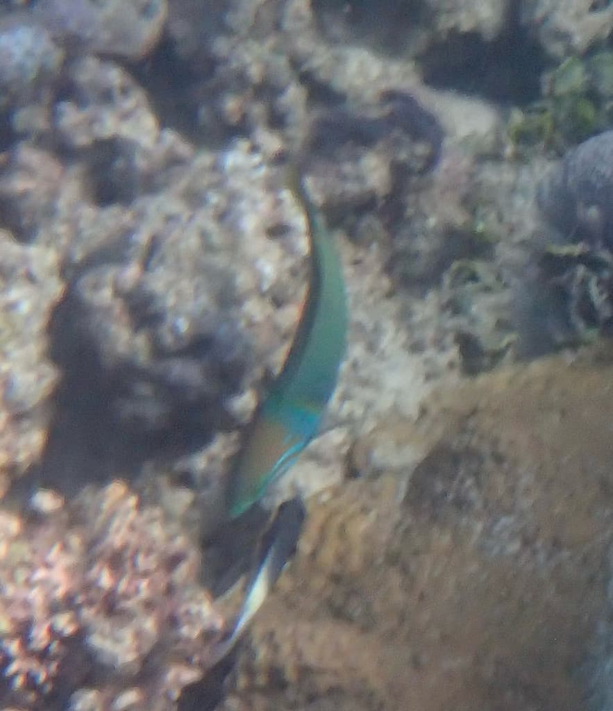 Goldbar Wrasse in a marine aquarium