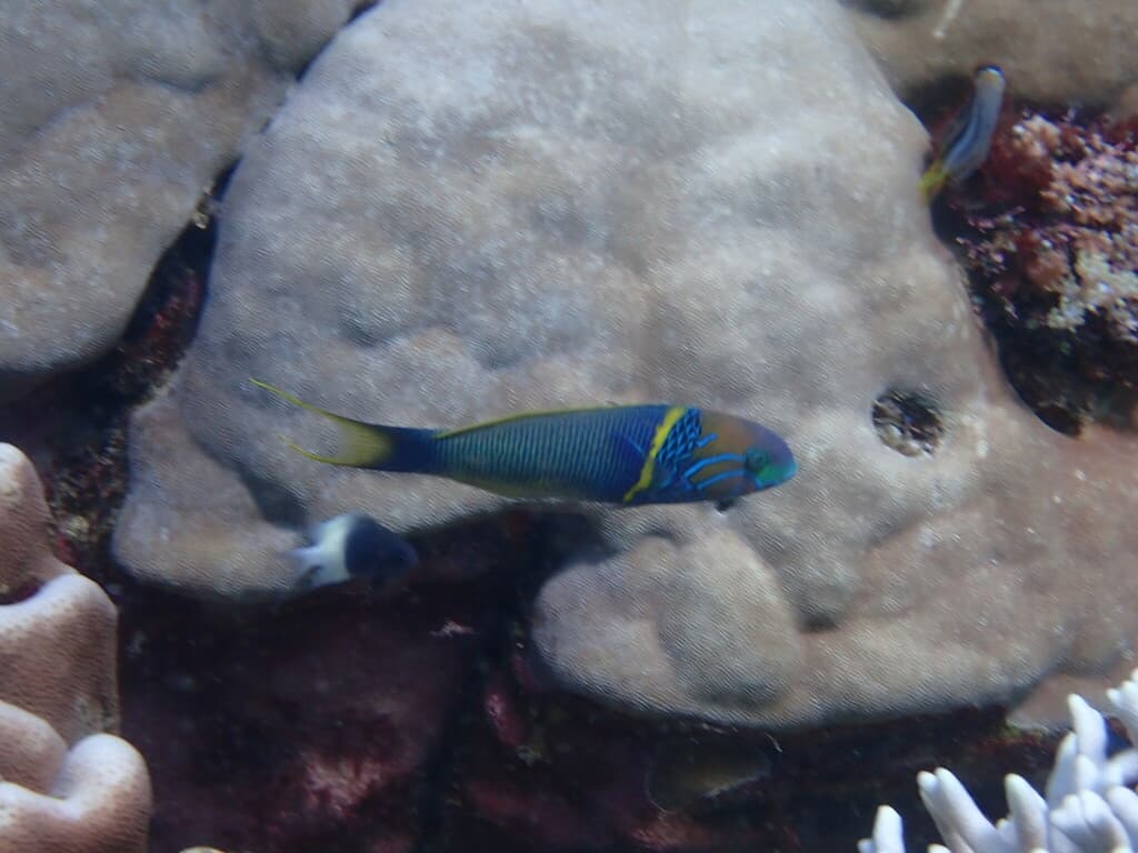 Goldbar Wrasse in a marine aquarium