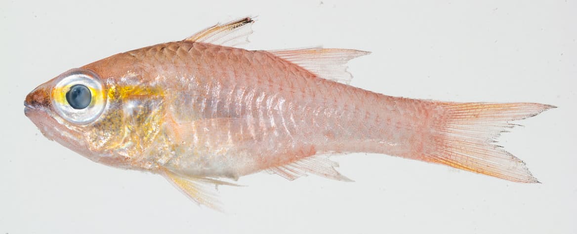Goldbelly Cardinalfish in a marine aquarium
