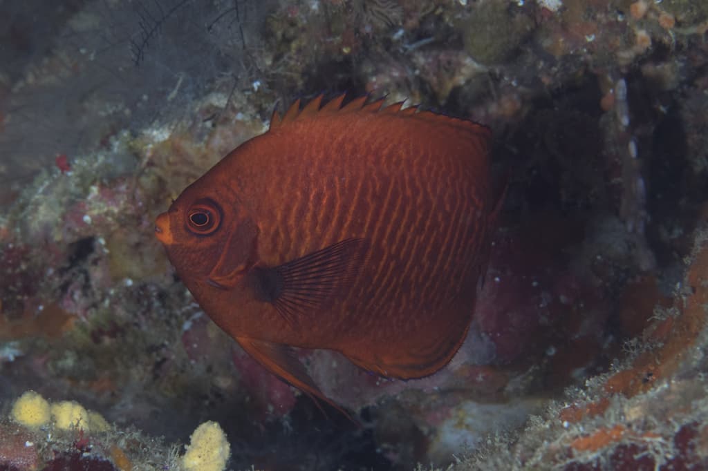 Golden Angelfish in a marine aquarium