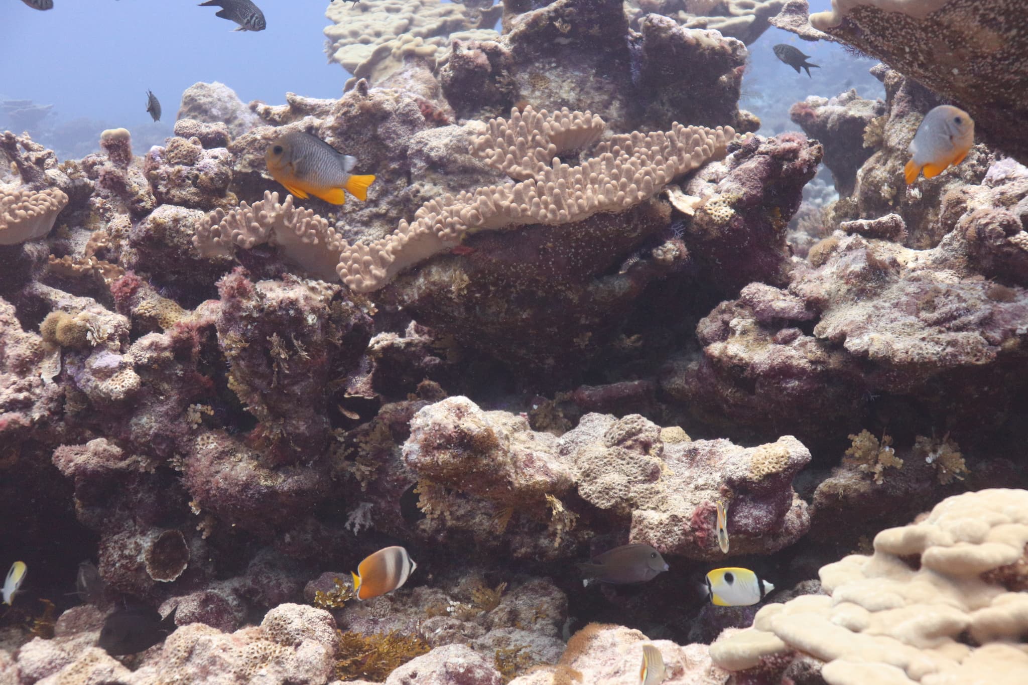 Golden Domino Damselfish in a marine aquarium