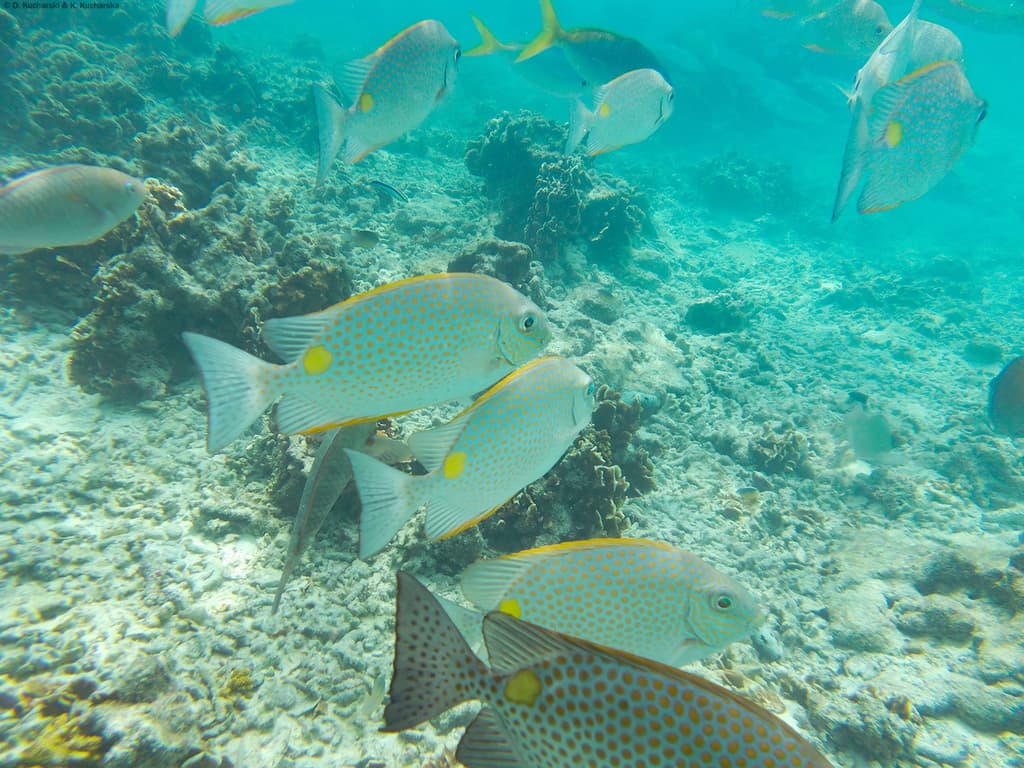 Golden Foxface in a marine aquarium