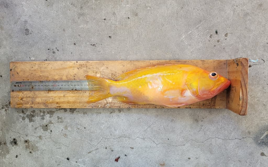 Golden Grouper displaying brilliant golden-yellow coloration