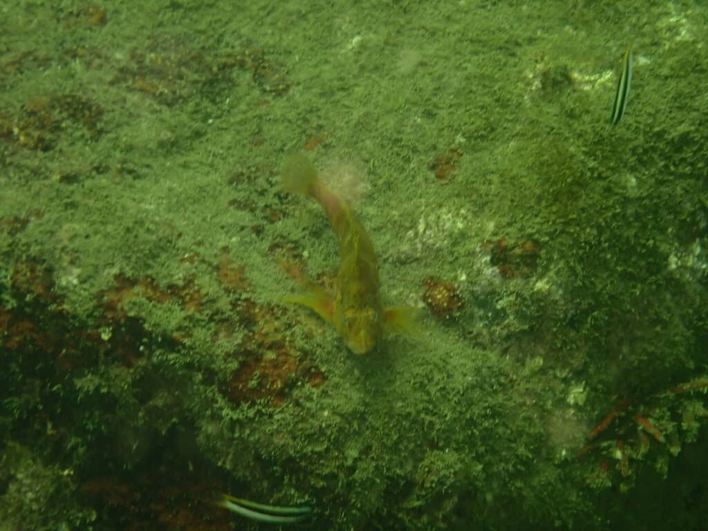 Golden Hawkfish in a marine aquarium