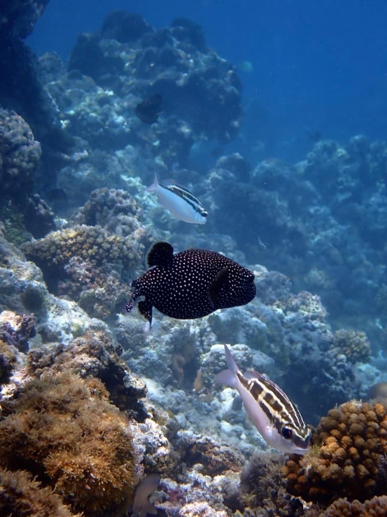 Golden Puffer in a marine aquarium