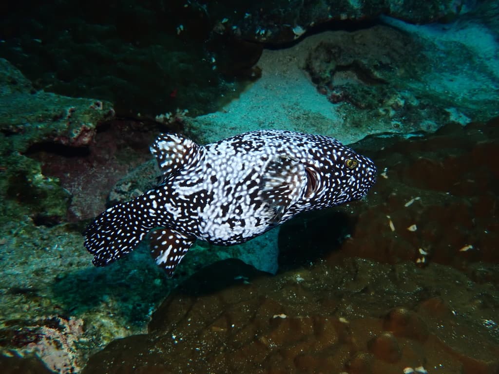 Golden Puffer in a marine aquarium