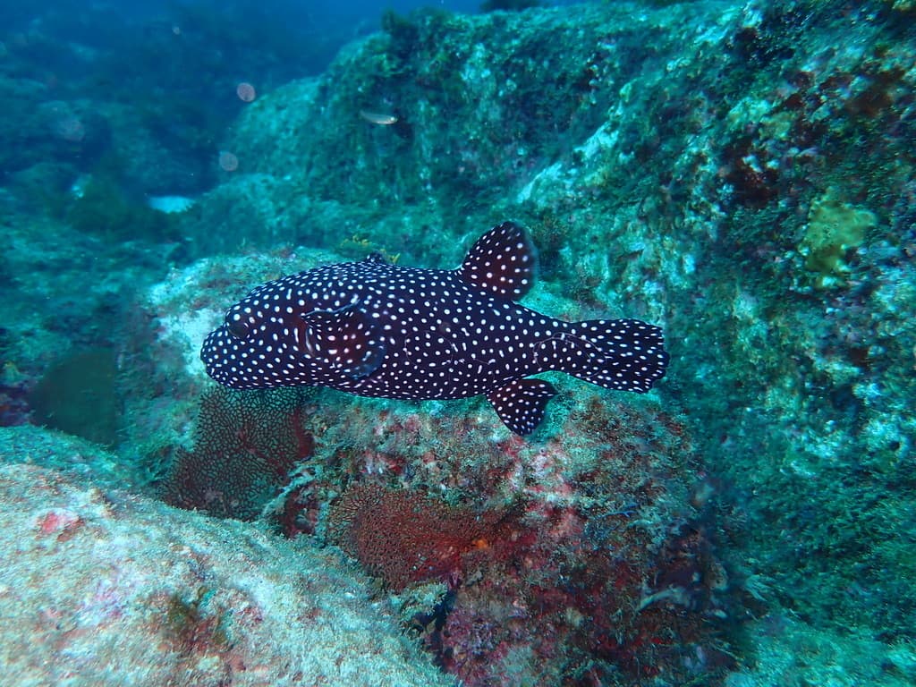 Golden Puffer showing bright yellow coloration
