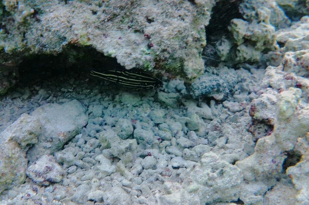 Golden Stripe Grouper in a marine aquarium