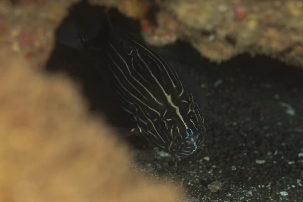Golden Stripe Grouper in a marine aquarium