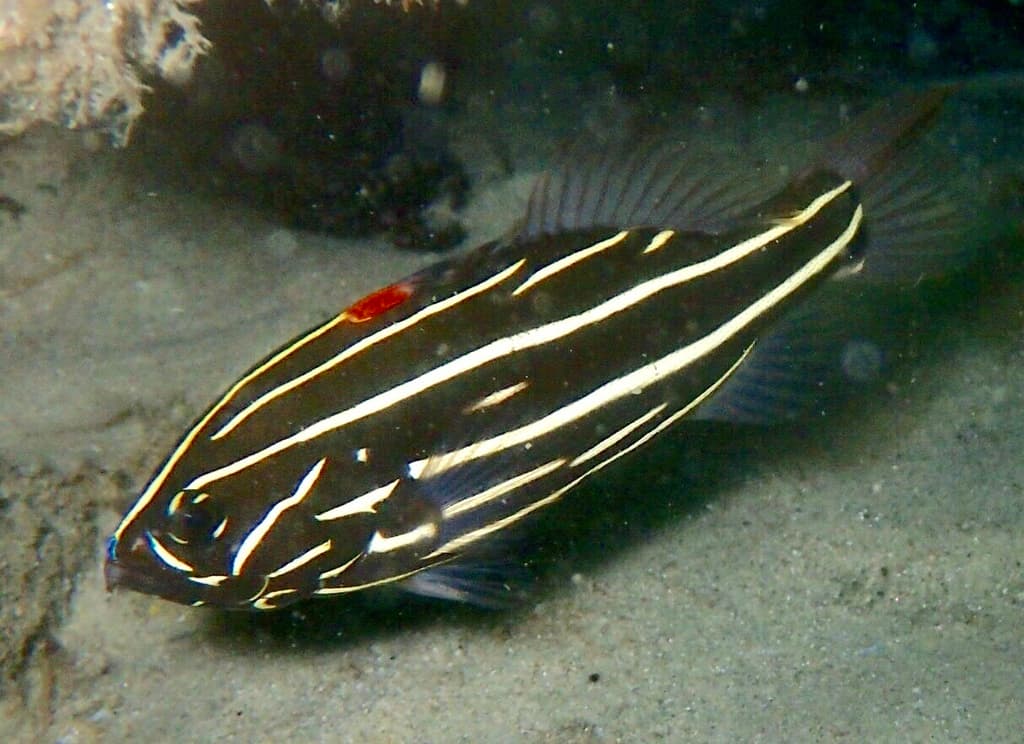 Golden Stripe Grouper showing dark body with bright golden horizontal stripes