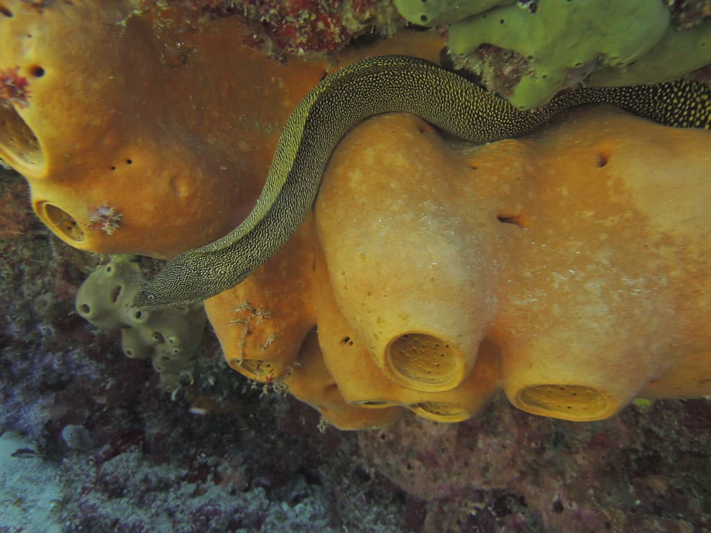 Goldentail Moray in a marine aquarium