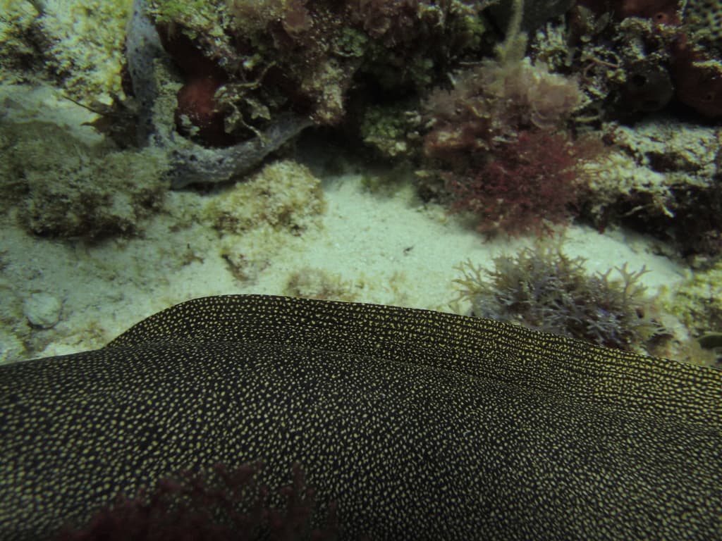 Goldentail Moray in a marine aquarium