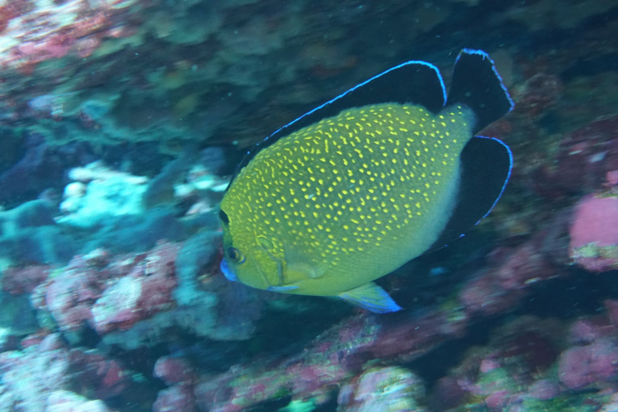 Goldflake Angelfish in a marine aquarium