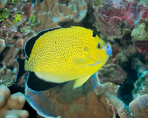 Goldflake Angelfish in a marine aquarium