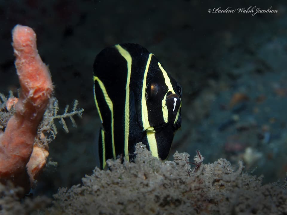 Gray Angelfish in a marine aquarium