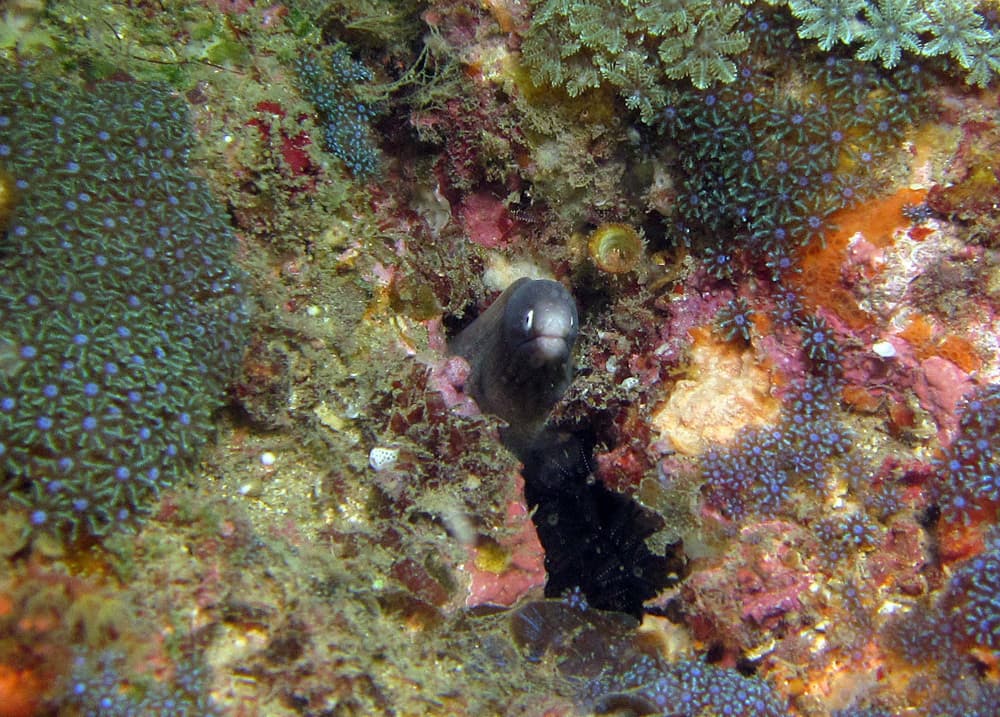 Gray Face Moray in a marine aquarium