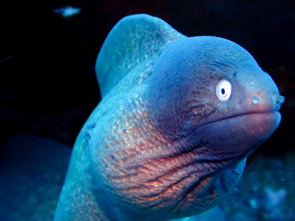 Gray Face Moray in a marine aquarium