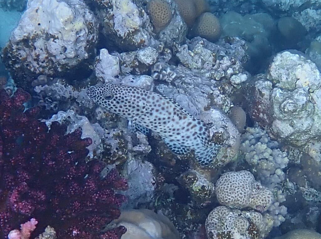 Greasy Grouper in a marine aquarium