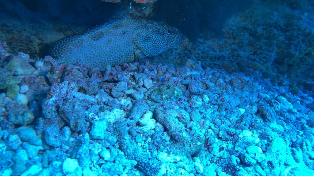 Greasy Grouper in a marine aquarium