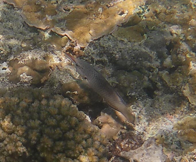 Green Birdmouth Wrasse in a marine aquarium