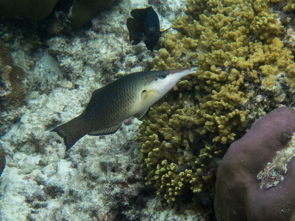 Green Birdmouth Wrasse in a marine aquarium