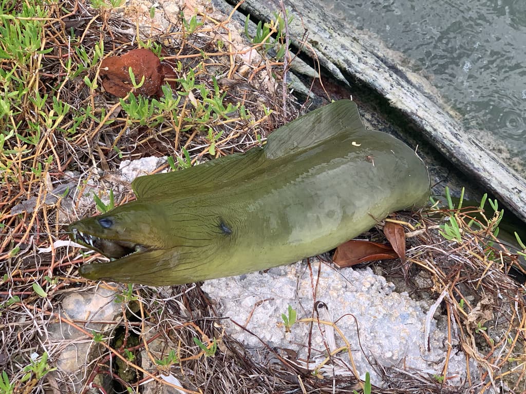 Green Moray Eel in a marine aquarium