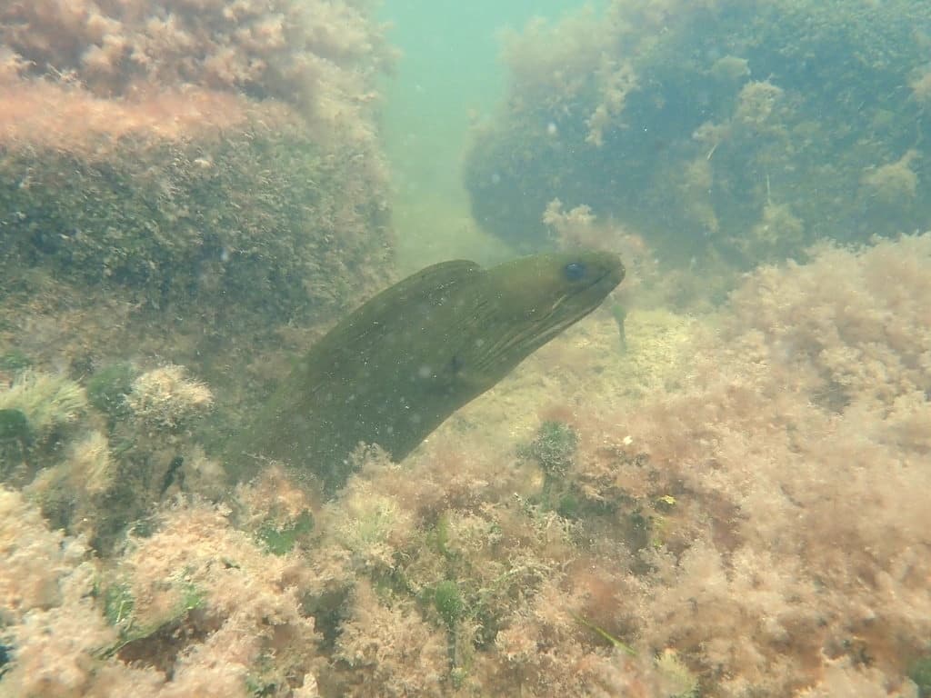Green Moray Eel in a marine aquarium