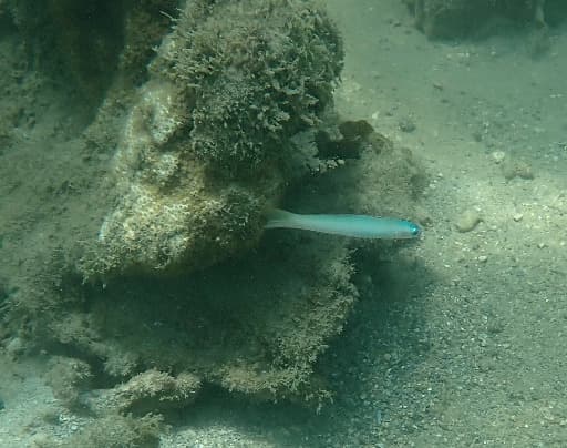 Green Silk Gudgeon Dartfish in a marine aquarium