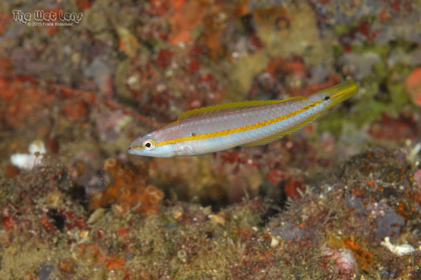 Greenband Wrasse in a marine aquarium