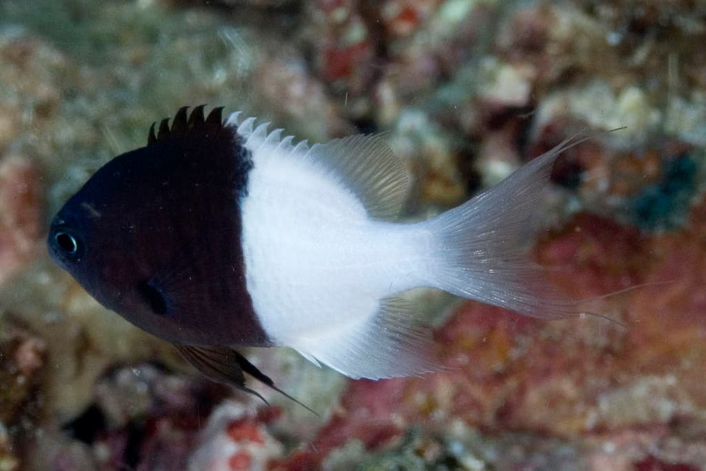 Half-and-Half Chromis in a marine aquarium