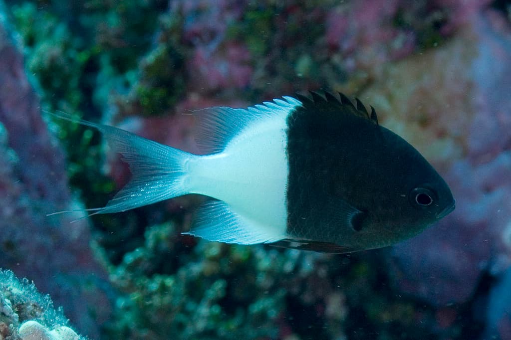 Half-and-Half Chromis in a marine aquarium