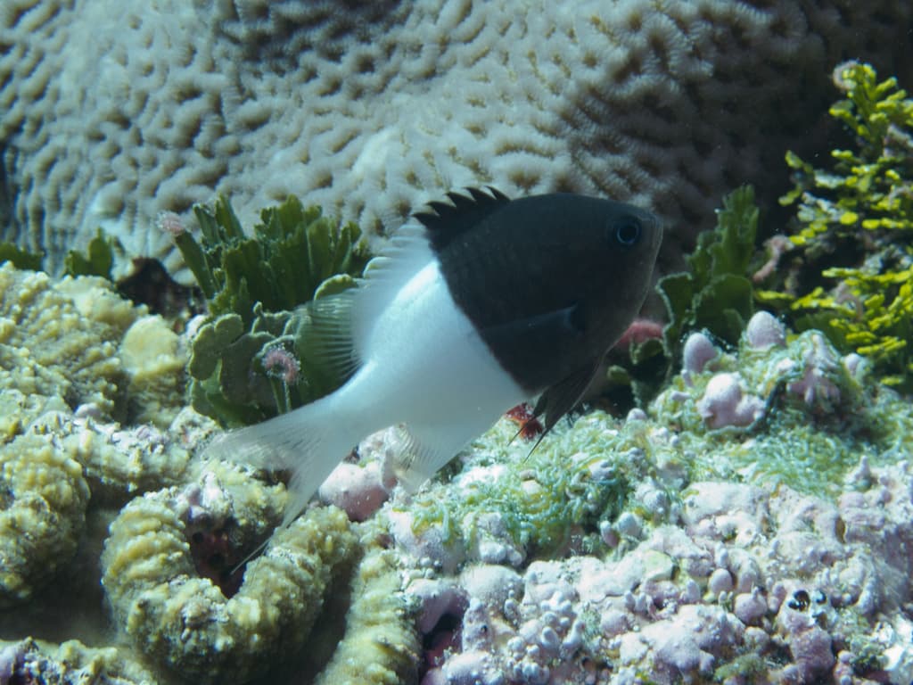 Half-and-Half Chromis in a marine aquarium