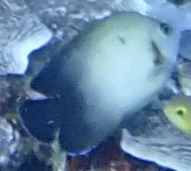 Half-Black Angelfish in a marine aquarium