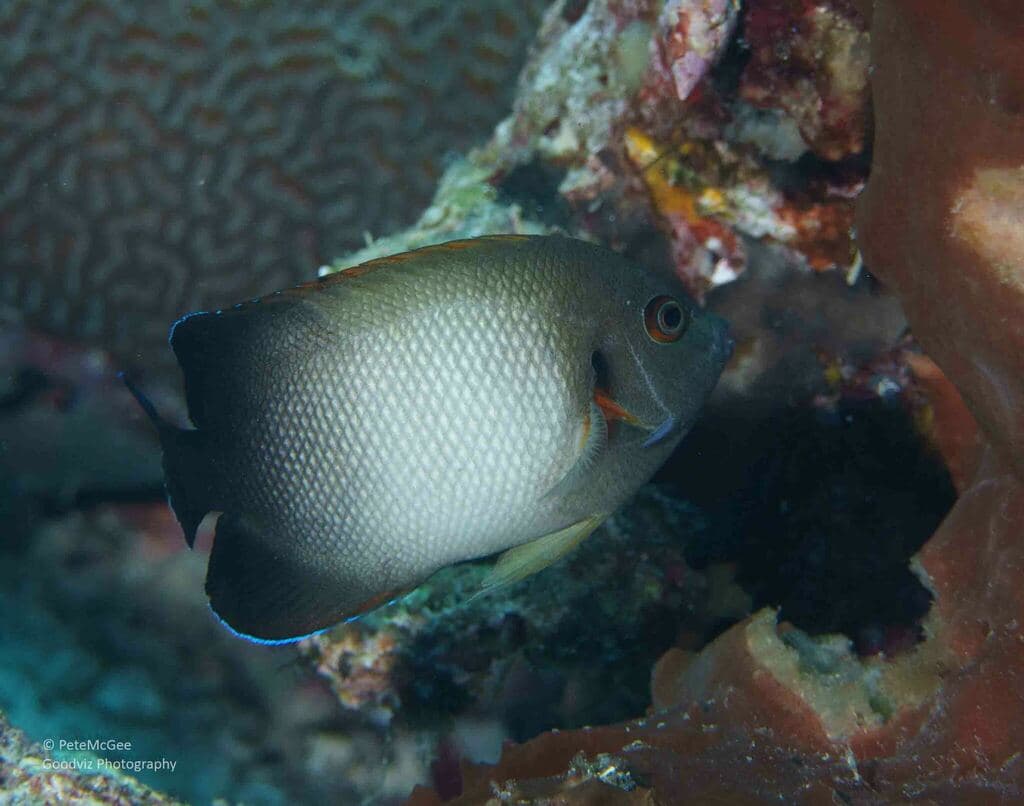 Half-Black Angelfish in a marine aquarium