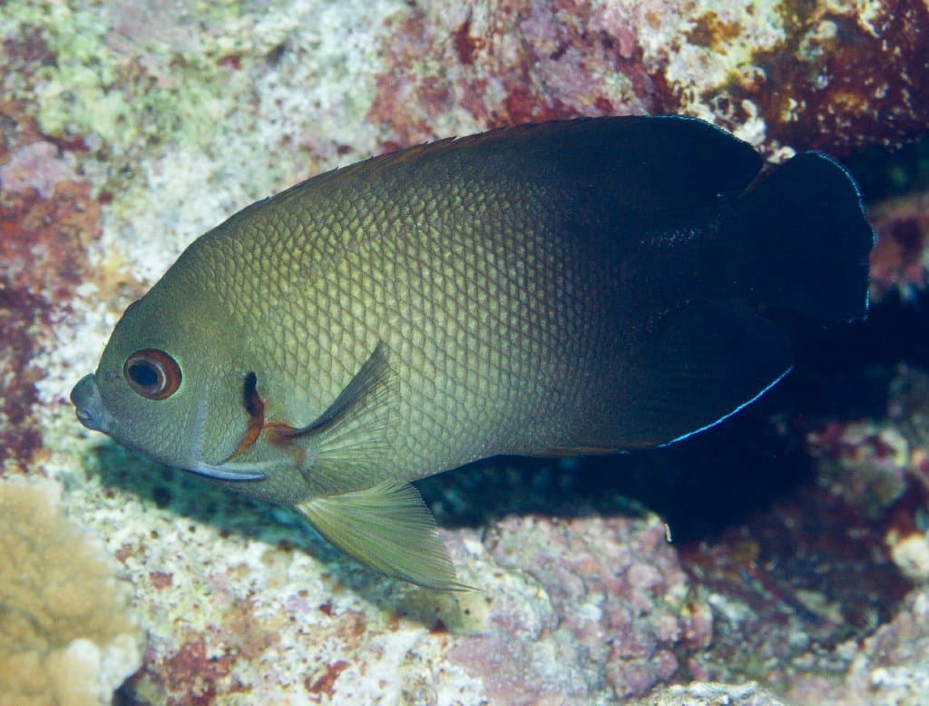Half-Black Angelfish in a marine aquarium