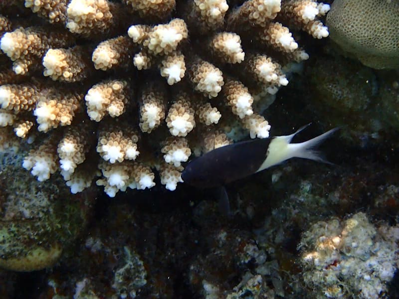 Half & Half Chromis in a marine aquarium